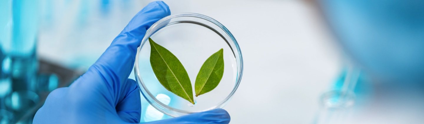 A leaf in a lab dish, held up to the light